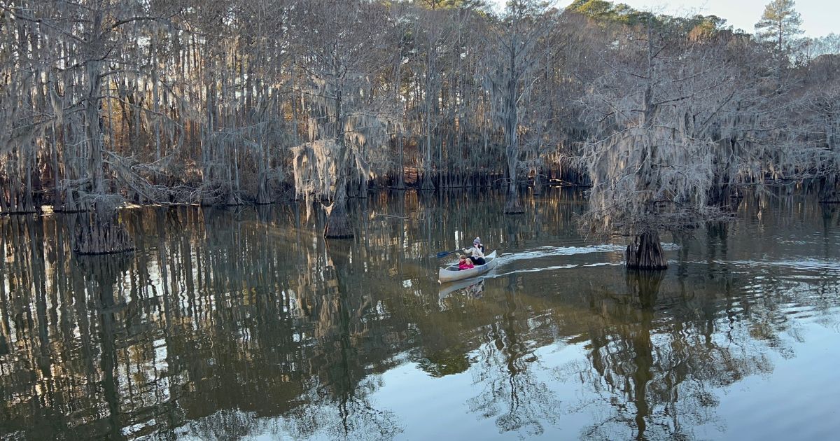 People in a canoe on a bayou surrounded by Bald Cypress trees